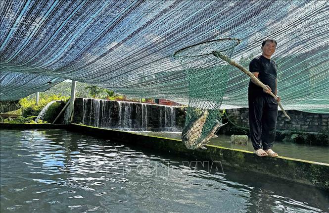 Một bể nuôi cá tầm chuẩn bị được thu hoạch của ông Huỳnh Ngọc Thu (xã Rô Men, huyện Đam Rông) với mức giá trung bình 200.000 đồng/kg. Ảnh: Nguyễn Dũng - TTXVN