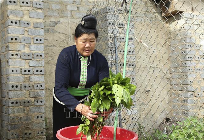 Lá chàm được rửa sạch, ngâm 3 – 4 ngày rồi bỏ bã chắt lấy nước để nhuộm vải. Ảnh: Xuân Tư – TTXVN