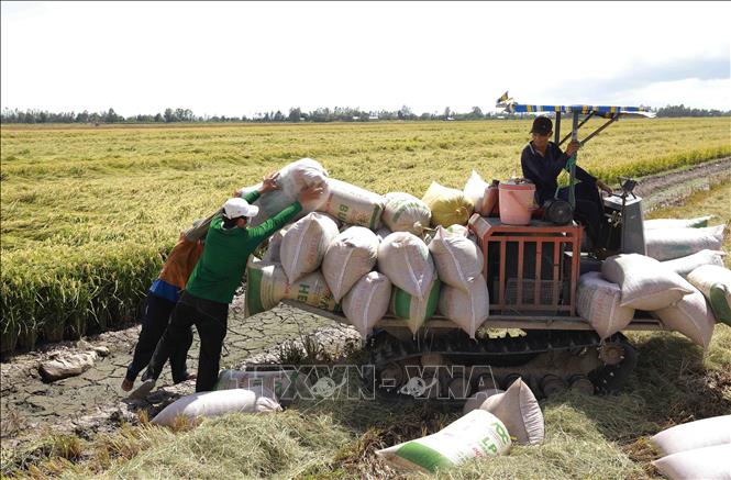Tập đoàn Lộc Trời chủ động sản xuất, góp phần ổn định thị trường gạo ...