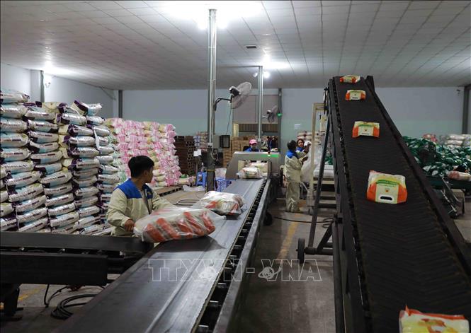 Tập đoàn Lộc Trời chủ động sản xuất, góp phần ổn định thị trường gạo ...