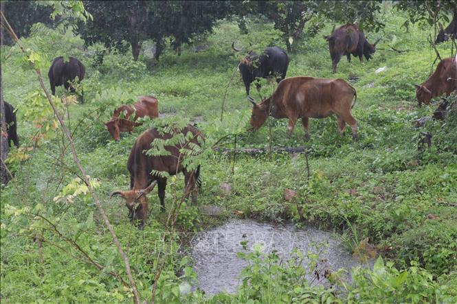 A herd of gaur hybrids at Phuoc Binh National Park. VNA Photo: Nguyễn Thành