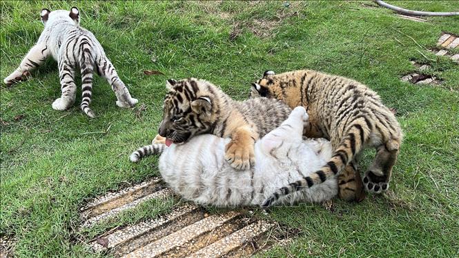 Tiger cubs bred at the Vuon Xoai Ecotourism Site. Photo by courtesy/VNA