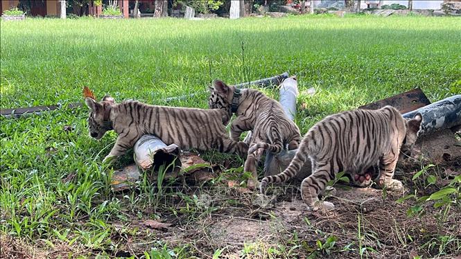 Tiger cubs bred at the Vuon Xoai Ecotourism Site. Photo by courtesy/VNA