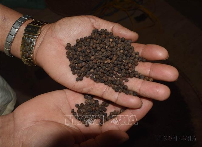 Nhóm hàng nông, thủy sản xuất khẩu chủ lực của Việt Nam sang thị trường Ai Cập chủ yếu là cà phê, hạt tiêu, hạt điều, cơm dừa, phi lê cá tra, basa đông lạnh... Ảnh: TTXVN