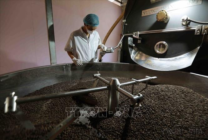 Cà phê nằm trong nhóm hàng nông, thủy sản xuất khẩu chủ lực của Việt Nam sang thị trường Ai Cập. Ảnh: Vũ Sinh - TTXVN