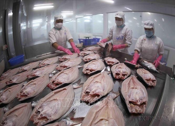 Phi lê cá tra nằm trong nhóm hàng nông, thủy sản xuất khẩu chủ lực của Việt Nam sang thị trường Ai Cập. Ảnh: Vũ Sinh - TTXVN