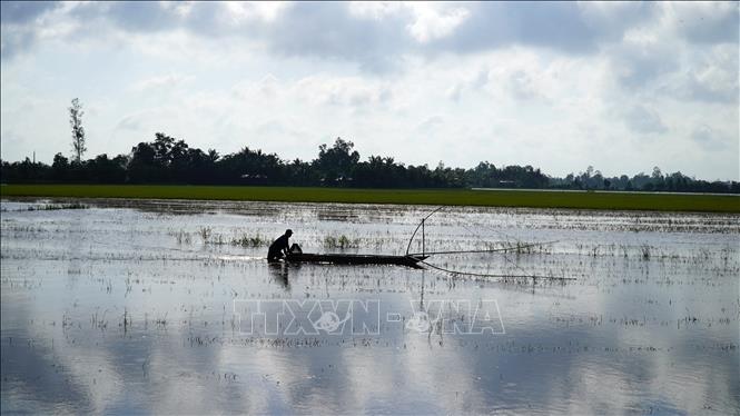 Người dân Kiên Giang đẩy côn để bắt cá đồng. Ảnh: Văn Sĩ - TTXVN                         