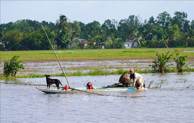 Người dân huyện Giồng Riềng (Kiên Giang) đẩy côn bắt cá đồng. Ảnh: Văn Sĩ - TTXVN                               