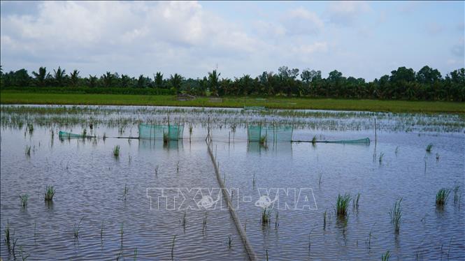 Cánh đồng không gieo sạ lúa ở Kiên Giang được người dân đặt nhiều bắt quái để bắt cá. Ảnh: Văn Sĩ - TTXVN