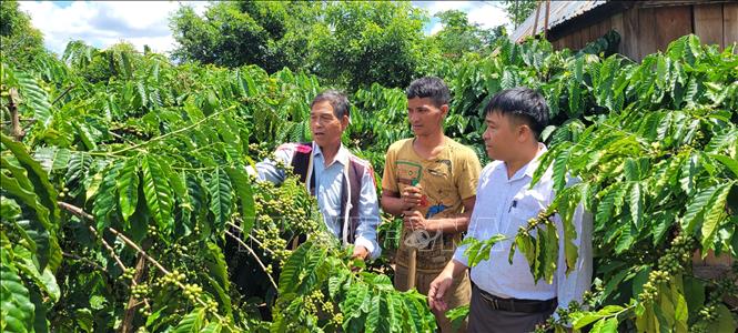 Ông Y Thành (sinh năm 1958), một người Bahnar uy tín, cùng chính quyền địa phương vận động người dân ở thôn K’dung, xã H’ra, huyện Mang Yang (Gia Lai) không nghe theo lời kẻ xấu xúi giục, chăm lo làm ăn phát triển kinh tế. Ảnh: Hoài Nam - TTXVN