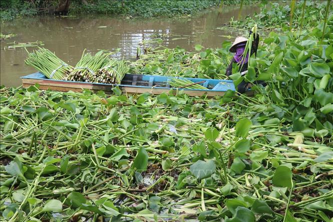 Trong ảnh: Thu hoạch lục bình tươi ở xã Phương Thịnh, huyện Cao Lãnh. Ảnh : Nguyễn Văn Trí – TTXVN