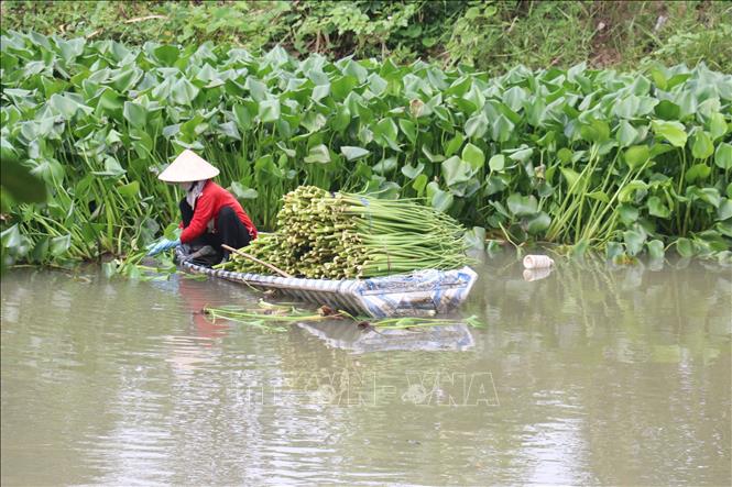 Trong ảnh: Thu hoạch lục bình tươi ở xã Gáo Giồng, huyện Cao Lãnh. Ảnh : Nguyễn Văn Trí – TTXVN