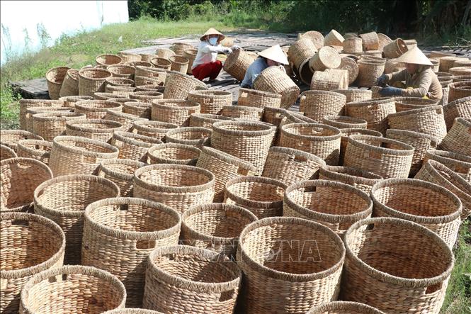 Trong ảnh: Cơ sở Thảo Nguyên, xã Phương Trà, huyện Cao Lãnh thu mua sản phẩm lục bình. Ảnh : Nguyễn Văn Trí – TTXVN