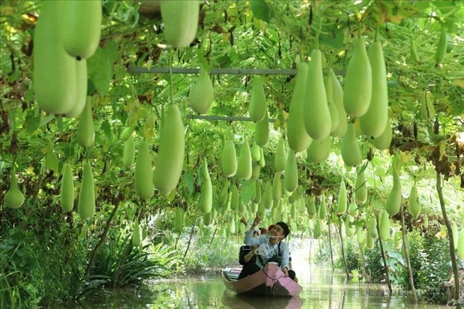 Năm 2022, lần đầu tiên Bộ Chính trị đã ban hành 6 Nghị quyết về phát triển kinh tế-xã hội, bảo đảm quốc phòng, an ninh 6 Vùng đến năm 2030, tầm nhìn đến năm 2045. Trong ảnh: Mô hình làm du lịch nông nghiệp vừa giúp nông dân Đồng Tháp cải thiện thu nhập, vừa phát triển kinh tế nông nghiệp. Ảnh: Nguyễn Văn Trí - TTXVN