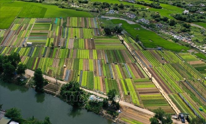 Năm 2022, lần đầu tiên Bộ Chính trị đã ban hành 6 Nghị quyết về phát triển kinh tế-xã hội, bảo đảm quốc phòng, an ninh 6 Vùng đến năm 2030, tầm nhìn đến năm 2045. Trong ảnh: Vùng rau chuyên canh lớn nhất của huyện Quảng Điền (Thừa Thiên Huế) sản xuất theo tiêu chuẩn VietGAP, góp phần nâng cao chất lượng sản phẩm hàng hóa, nâng cao thu nhập. Ảnh: Hồ Cầu - TTXVN