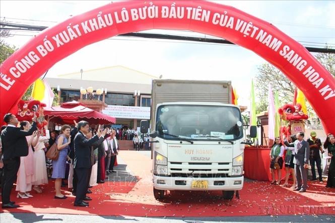 Việc xuất khẩu lô bưởi chính ngạch đầu tiên của Việt Nam sang Hoa Kỳ (12/2022) là sự kiện có ý nghĩa rất quan trọng giúp doanh nghiệp Việt Nam có cơ hội tiếp cận thị trường Hoa Kỳ rộng lớn, đồng thời giúp doanh nghiệp và nông dân thu được lợi nhuận cao hơn từ loại quả đặc sản này. Ảnh: Công Trí-TTXVN