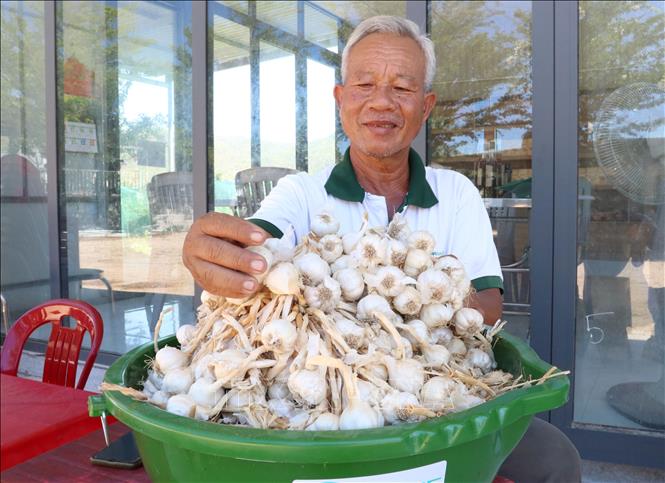 Giống tỏi Phan Rang phục tráng đang được lưu giữ tại Hợp tác xã dịch vụ tổng hợp nông nghiệp Thái An ở xã Vĩnh Hải (huyện Ninh Hải, Ninh Thuận). Ảnh: Nguyễn Thành – TTXVN