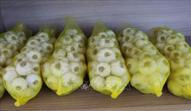 Tỏi được cột thành chùm dài, đóng trong bao lưới dễ dàng bảo quản, vận chuyển. Ảnh: Nguyễn Thành - TTXVN