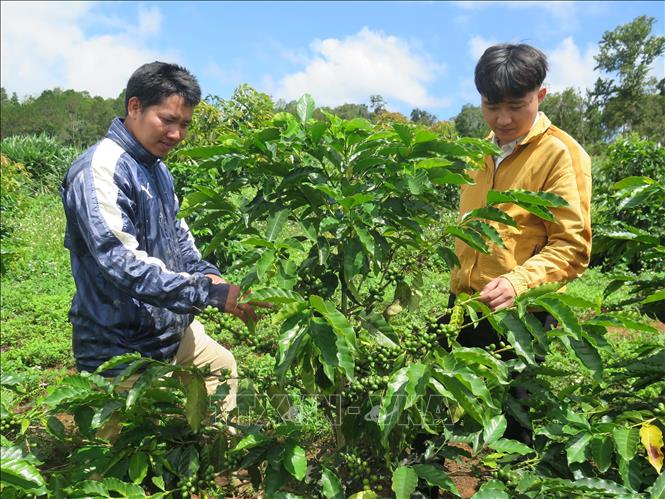 Vườn cà phê xứ lạnh 20ha của Công ty TNHH Việt Khang Nông (huyện Kon Plông, tỉnh Kon Tum) cho thu về gần 4 tỷ đồng mỗi năm. Ảnh: Dư Toán - TTXVN