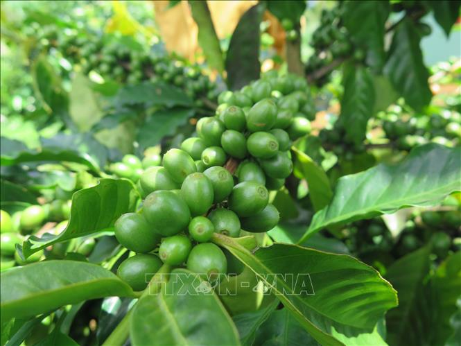 Cà phê xứ lạnh Arabica tại Kon Tum được đánh giá cao về chất lượng, mang lại giá trị kinh tế cho người trồng. Ảnh: Dư Toán - TTXVN