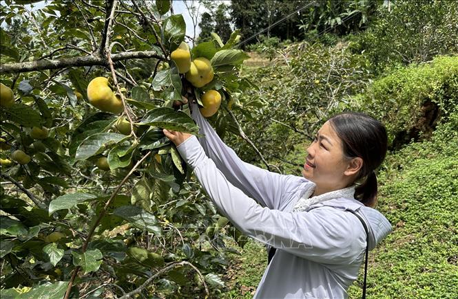 Khách du lịch đến chọn mua hồng giòn, không hạt ngay tại vườn thuộc xã Lao Chải. Ảnh: Quốc Khánh - TTXVN
