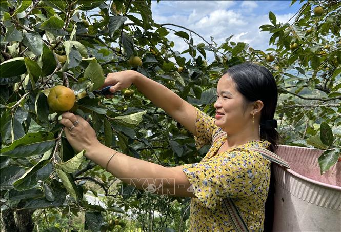Người dân xã Lao Chải, huyện Mường Khương thu hoạch quả hồng. Ảnh: Quốc Khánh - TTXVN