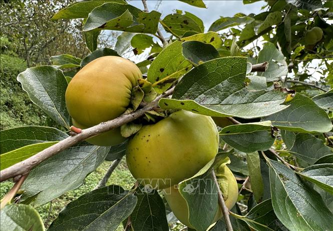 Quả hồng giòn, không hạt cho thu hoạch tại các xã của huyện Mường Khương. Ảnh: Quốc Khánh - TTXVN