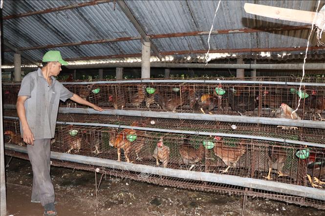 Hộ ông Lê Văn Dũng, ấp Tân Thạnh, xã Tân Phú Tây, huyện Mỏ Cày Bắc, tỉnh Bến Tre nuôi 1.000 con gà đẻ trứng, mỗi tháng thu gần 30 triệu đồng. Ảnh Công Trí-TTXVN