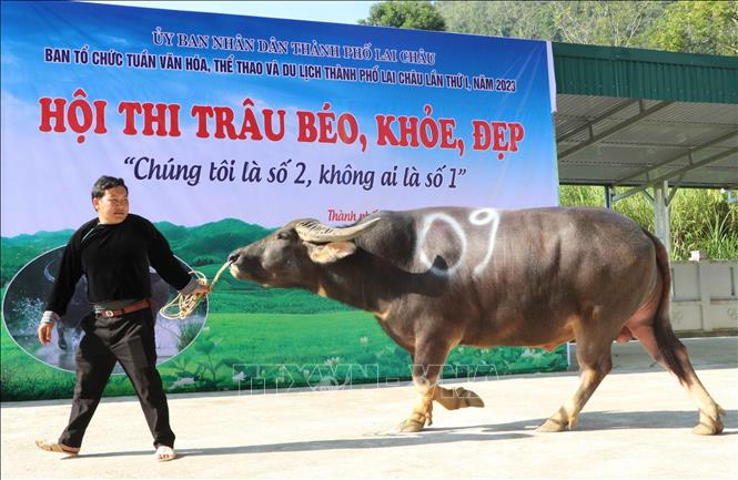 Những chú trâu tham gia Hội thi trâu đẹp ở Lai Châu. Ảnh: Nguyễn Oanh-TTXVN.