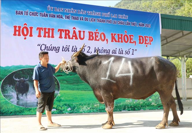 Con trâu số 14 có thân hình khủng đã 7 năm tuổi. Ảnh: Nguyễn Oanh-TTXVN