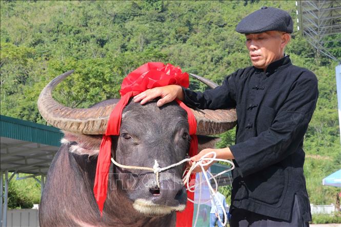 Trâu được người dân tuyển chọn dự thi thường từ 5 tuổi trở lên. Ảnh: Nguyễn Oanh-TTXVN