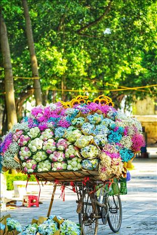 Một chiếc xe hoa rong trên đường Thanh Niên giữa tiết trời Thu Hà Nội. Ảnh: Khánh Hoà - TTXVN