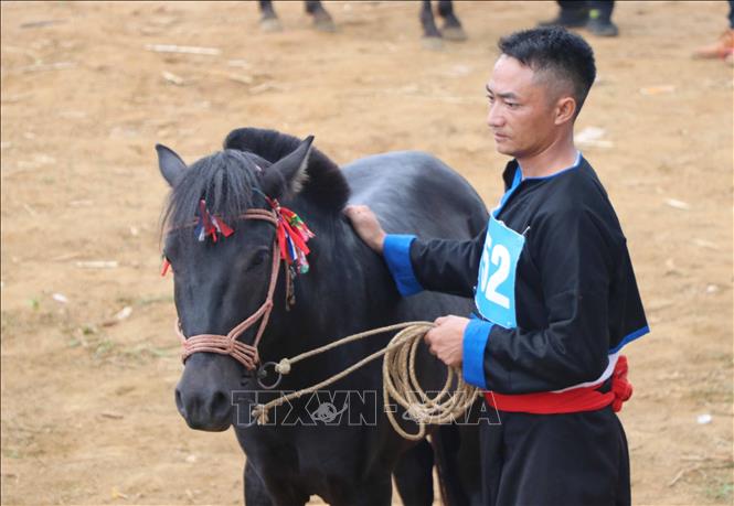 Horse rider (Nai ngua) Giang A Sinh prepares his horse for the race. VNA Photo: Nguyễn Oanh