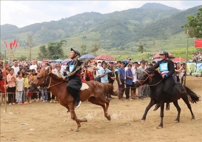 Hmong horse variety usually makes up for its humble size with agility and endurance. VNA Photo: Nguyễn Oanh