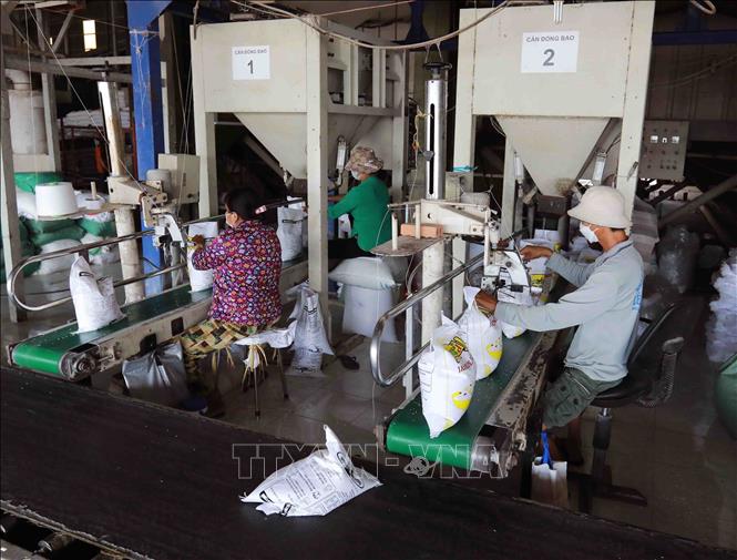 Packing Rice Factory An Giang promotes linkages in large-scale rice production towards ...