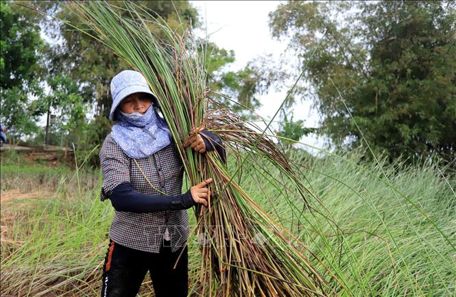 Vào những ngày nắng, người dân ra đồng từ sáng sớm để tránh nóng. Ảnh: Thế Duyệt – TTXVN 