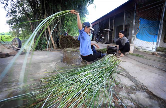 Cói được chẻ thành từng sợi rồi đem phơi để cung cấp nguyên liệu cho các làng nghề. Ảnh: Thế Duyệt – TTXVN 