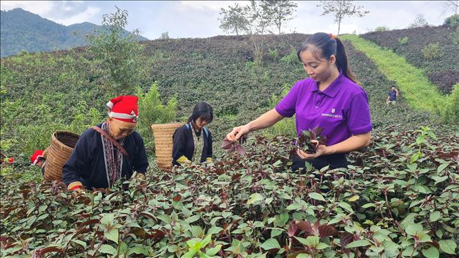 Người dân địa phương và các thành viên Hợp tác xã thu hoạch tía tô. Ảnh: Hương Thu - TTXVN