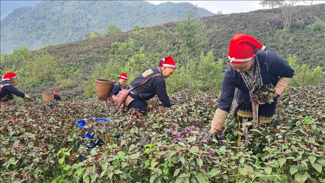 Người dân địa phương thu hoạch tía tô. Ảnh: Hương Thu - TTXVN
