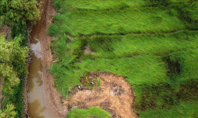 Cánh đồng cói xã Hồng Tiến (huyện Kiến Xương, tỉnh Thái Bình). Ảnh: Thế Duyệt – TTXVN 