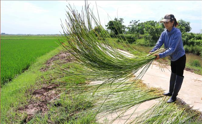 Cói được chẻ thành từng sợi rồi đem phơi để cung cấp nguyên liệu cho các làng nghề. Ảnh: Thế Duyệt - TTXVN

