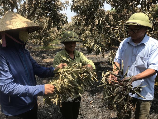 Người dân kiểm tra lá vải bị cháy khô vừa được ngắt trên cây xuống. Ảnh: Tiến Vĩnh – TTXVN