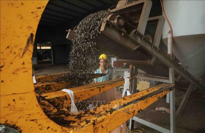 The Tinh Tam pellet producing factory in Phu Luong district, the northern province of Thai Nguyen exports some 700 tonnes of pellet to the RoK per month. VNA Photo