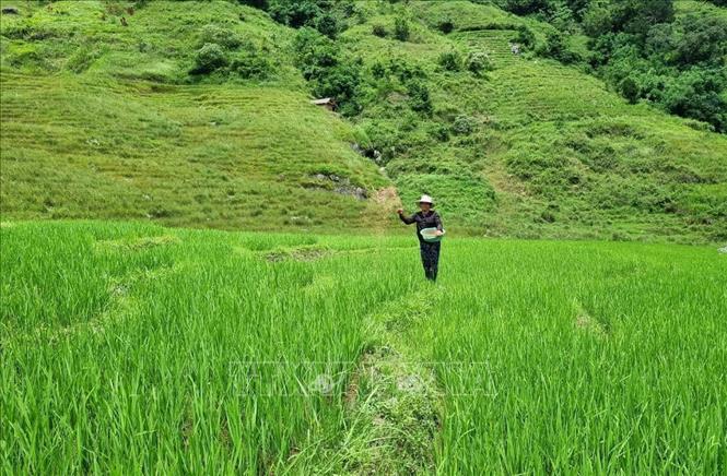 Cánh đồng lúa trồng thí điểm 2 vụ tại xã Ngọc Linh (Đăk Glei, Kon Tum). Ảnh: Dư Toán – TTXVN