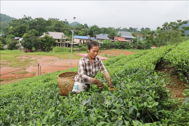 Harvesting tea buds meeting VietGap standards in Son Phu commune, Dinh Hoa district. VNA Photo: Hoàng Nguyên