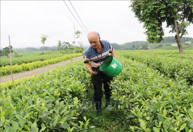 Local farmers in Hoang Nong commune, Dai Tu district cultivate organic tea. VNA Photo: Hoàng Nguyên