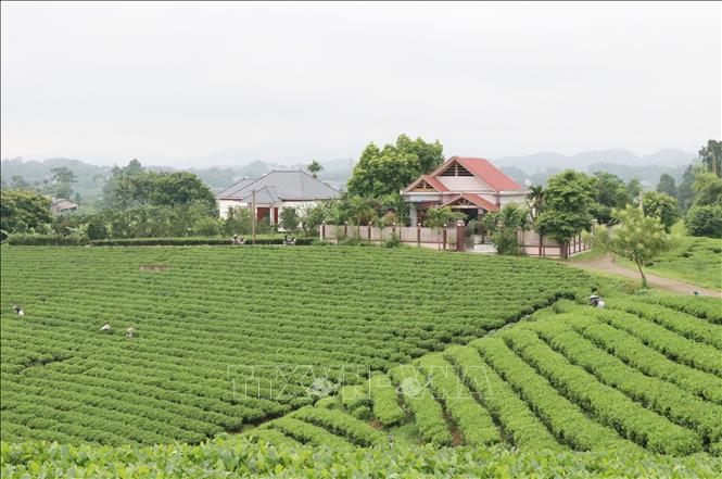 A tea growing area in Hoang Nong commune, Dai Tu district. VNA Photo: Hoàng Nguyên