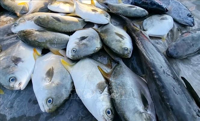 Cá biển được bày bán tại chợ Nại. Ảnh: Nguyễn Thành - TTXVN