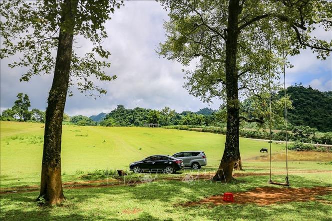 Bai Bui meadow and Tlau trees' greenness giving fresh feelings to visitors. VNA Photo: Trọng Đạt 