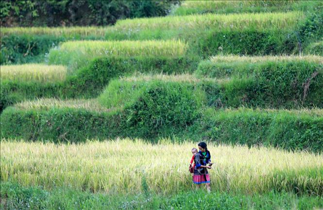 Ruộng bậc thang Mù Cang Chải gắn liền với đời sống, tập tục của người Mông. Ảnh: Nhật Anh - TTXVN